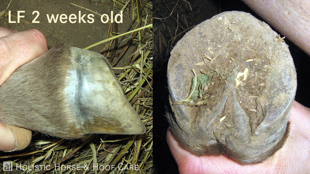 al Holistic Horse & Hoof Care Species appropriate living conditions as