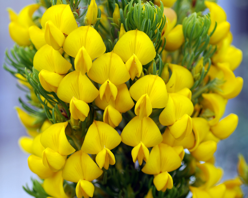 Bio Honigbusch Tee Aus Südafrika - Koffeinfreier Genuss Von Valley Of Tea