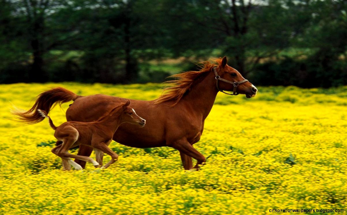Graceful Animals Widescreen Wallpaper 1280x800PX  Widescreen
