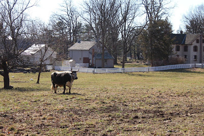 Cow-at-Landis-Valley-Museum