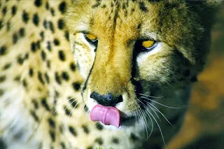 Cheetahs usually prey on small antelopes such as Thomson's gazelles and impalas, but they also hunt small mammals and birds.