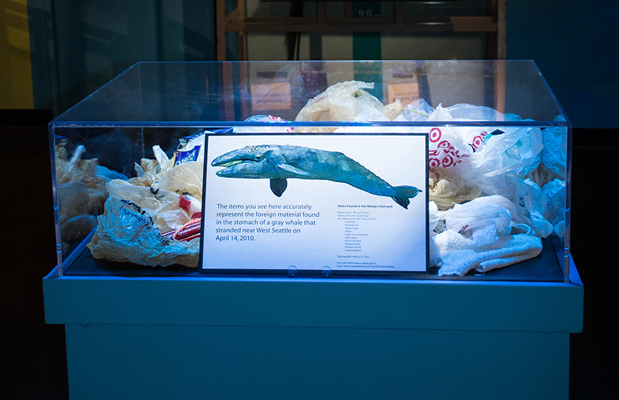 Pacific Science Center Life Sciences Can Mealworms Digest Plastic?