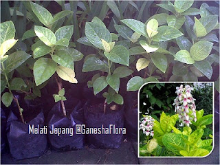 Melati Jepang (Pseuderanthemum Reticulatum) Melati Jepang (Pseuderanthemum Reticulatum)