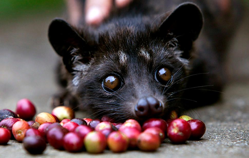 Apa Itu Monkey Poop Coffee ? Balad Pecinta Kopi