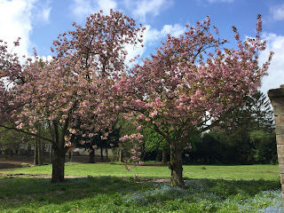 Parkland, Sandbeck Hall