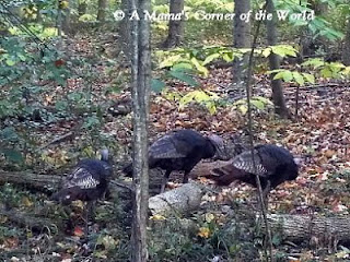 Wild Turkeys in Sharon Woods Metro Park from http://www.amamascorneroftheworld.com