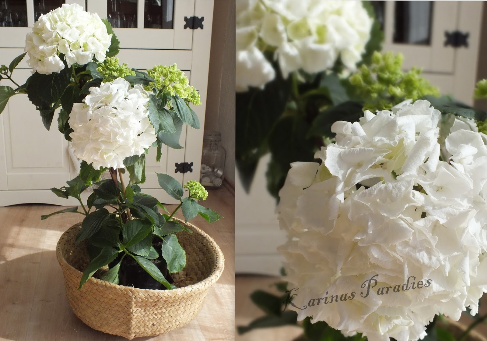 Karinas Paradies Marz 2017