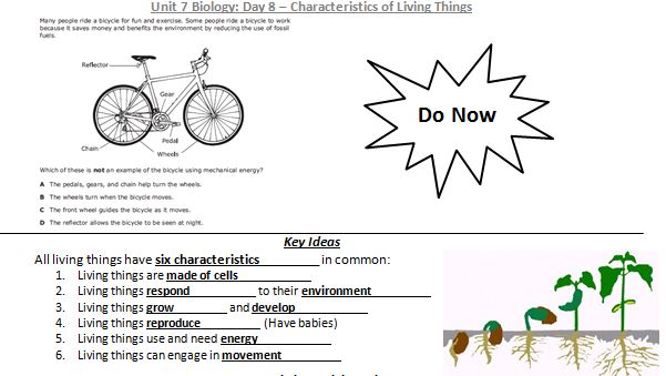 😀 Eight characteristics of all living things. What Are Characteristics