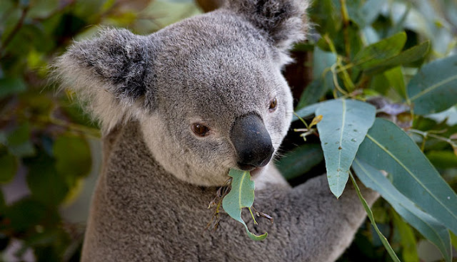 17 Fakta Menarik Koala yang Menggemaskan