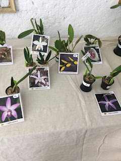 , Mostre primaverili: Horti di Veio e Monteporzio catone 2017, diarid'orchidee