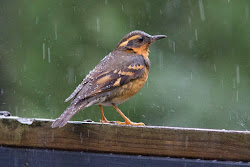 أجمل اللقطات الرائعة للطيور تحت المطر 30 صورة