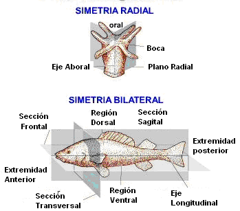 SIMETRIA.png