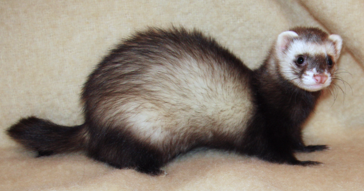Echoes from the Geekcave RMA Giant Ferrets