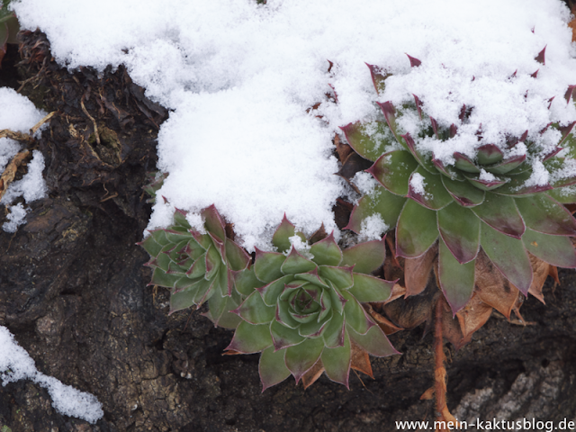 Bild des Monats 2013 - die Freilandsukkulente Sempervivum tectorum im Schnee