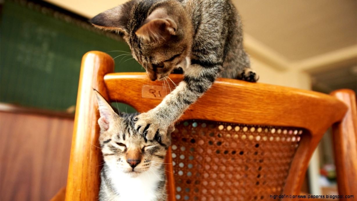 Silly Funny Cat