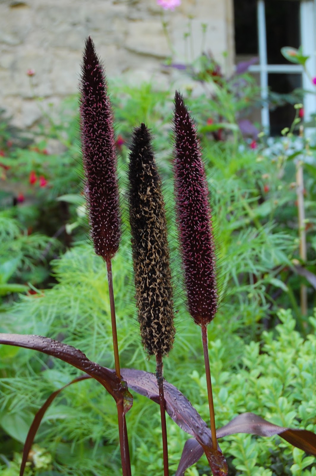 Worcester College Gardeners 20092018 Pennisetum glaucum 'Purple