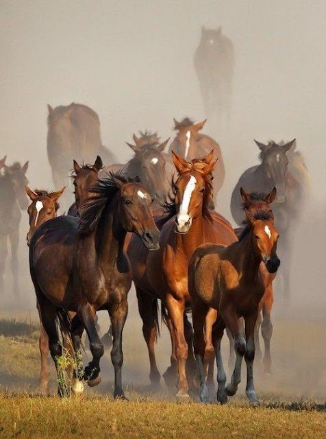 Wild Horses Mustangs