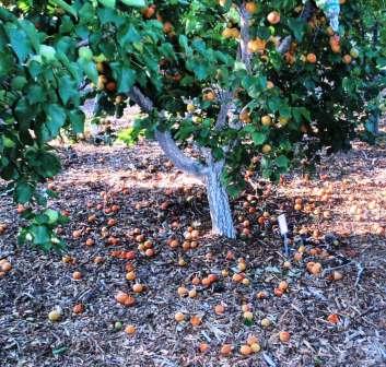 Apricot Apricot