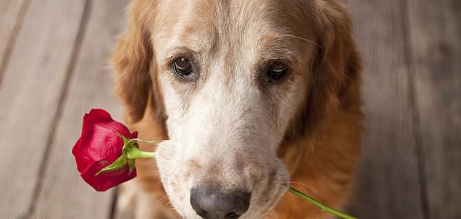 Orrore a Torre Pali (Lecce): Cane legato ad un sasso e gettato in mare muore affogato