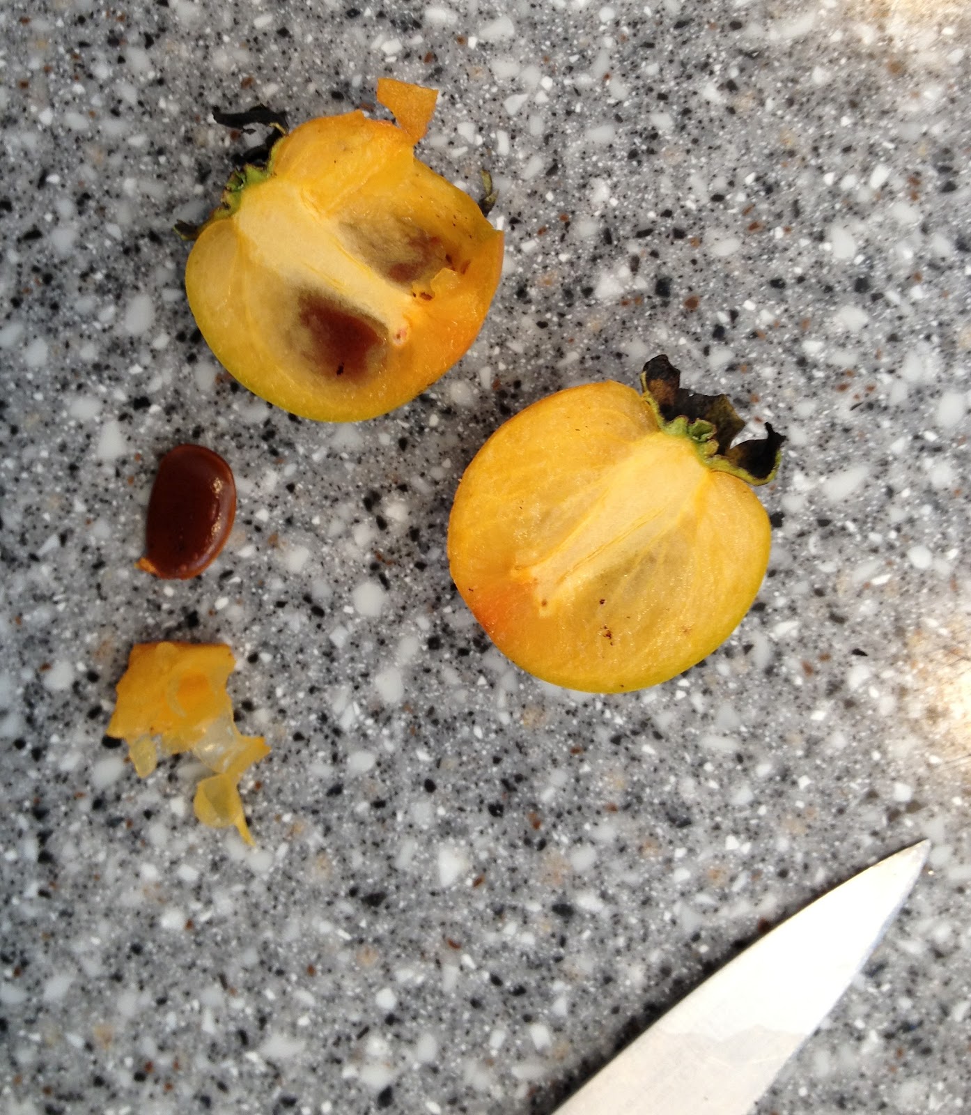 Persimmon Prognostications