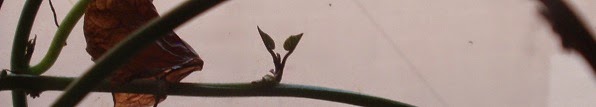 Two tiny yam leaves unfolding on the vine.