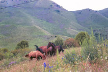 Wild horses on moutain outside of Bishkek, Kyrgyzstan