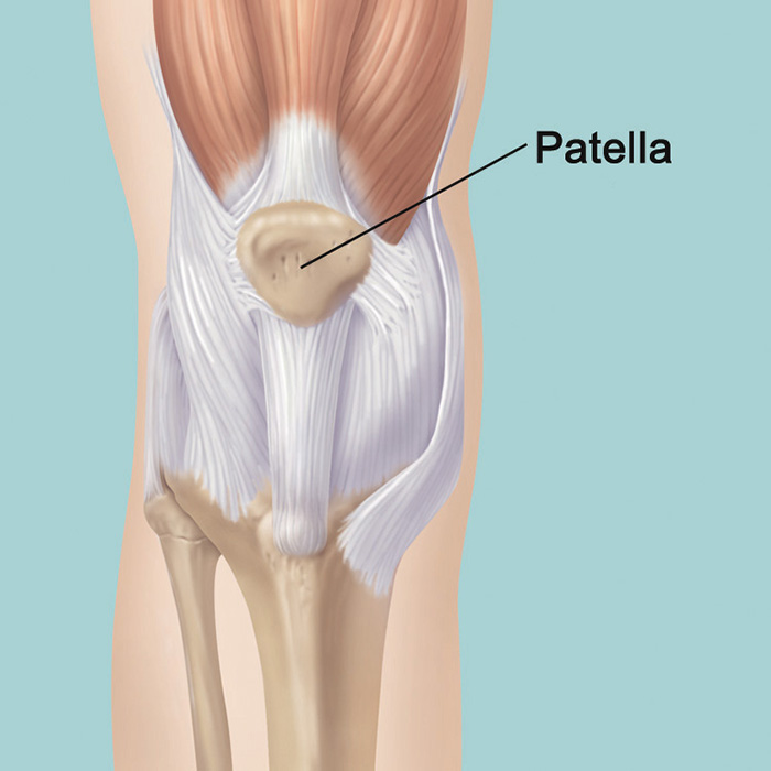 Jou knie bevat bevat twee afsonderlike halfmaanvormige kraakbene wat kan sk...