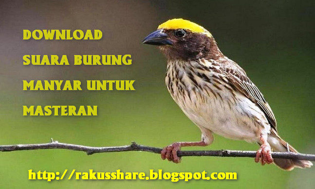 download suara pleci unik download suara pleci unik