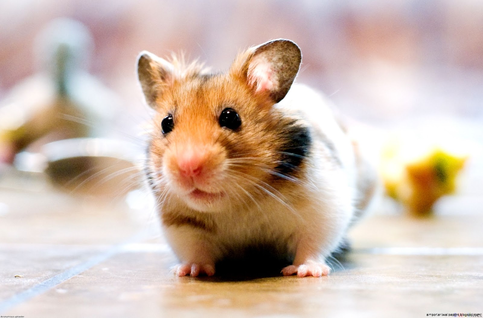 Cute Hamster
