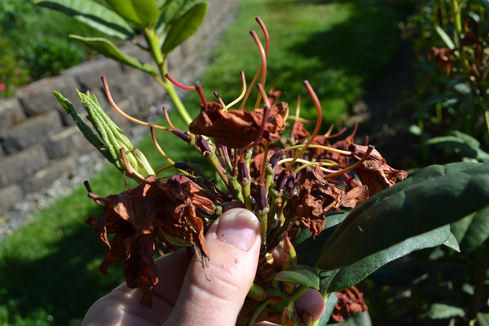 Home Garden + Design Rhododendron Pruning Now that was Easy!
