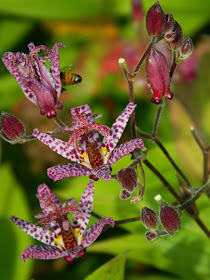‘Samurai’ toad lily Tricyrtis formosana at Toronto Botanical Garden by garden muses-not another Toronto gardening blog