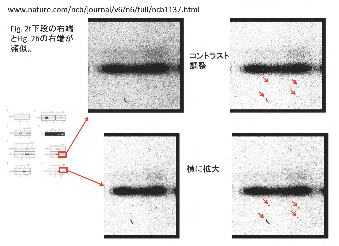 小室一成グループ 論文疑惑Mechanical stress activates angiotensin II type 1 receptor without the involvement of angiotensin II.
