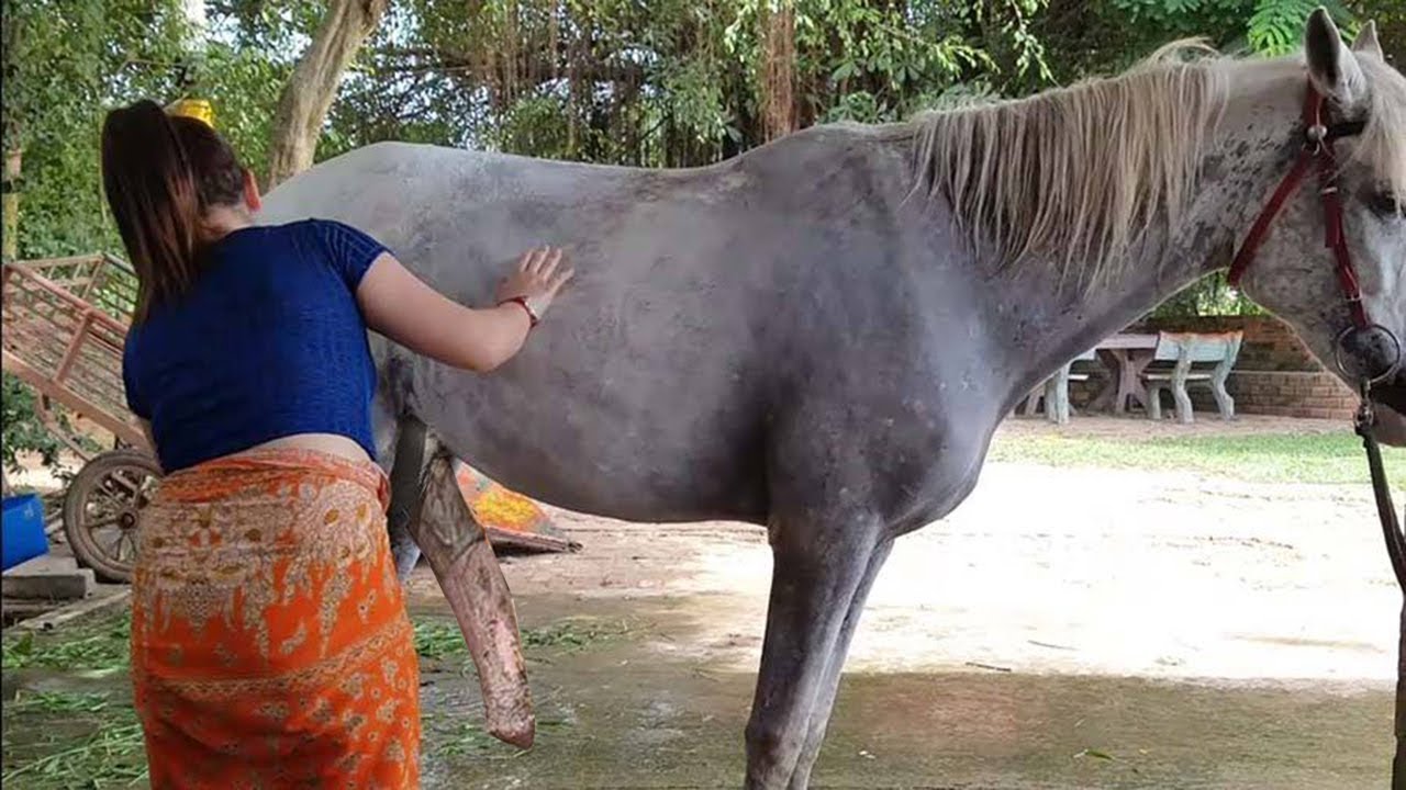 A Girl and A Horse At Horse Park - Horse Training.