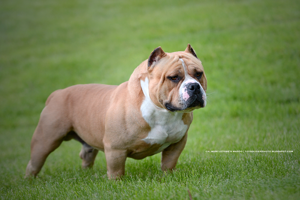 TOYSOLDiER BULLY PHOTOS: Muscletone's MAGOO