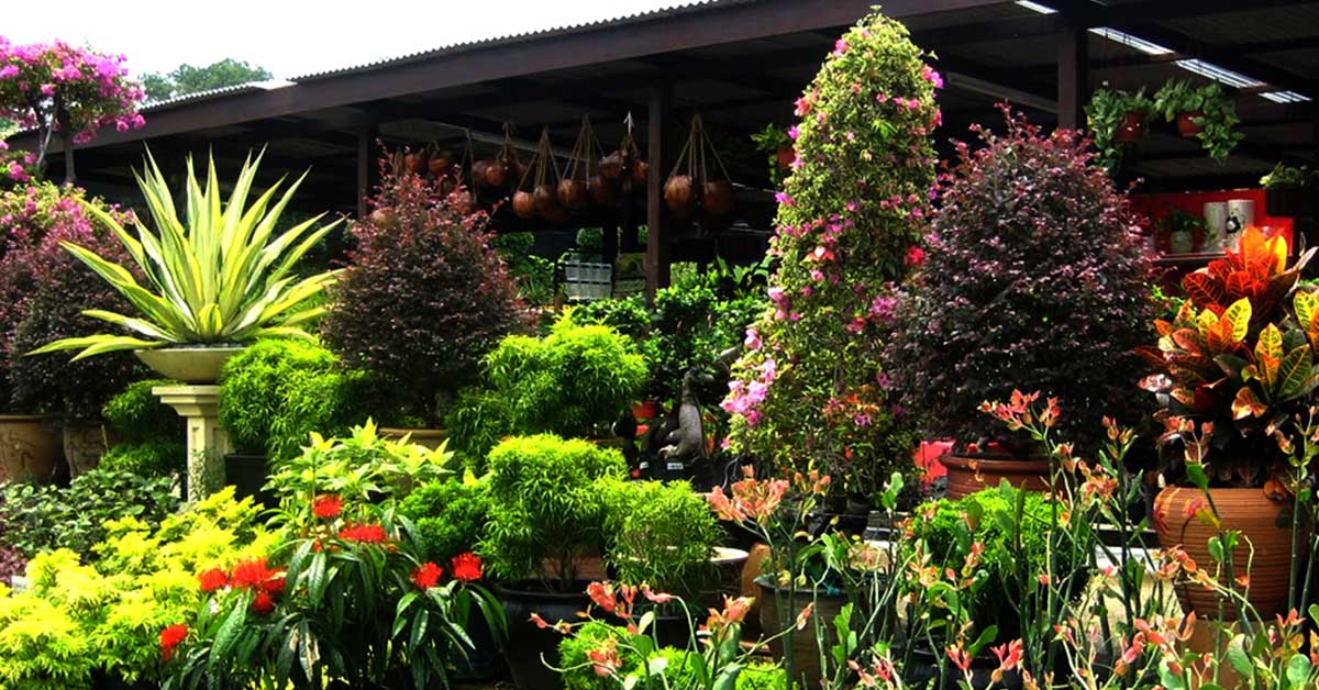 Paudhewala Nurseries And Gardening Store Which Flowers Are Best