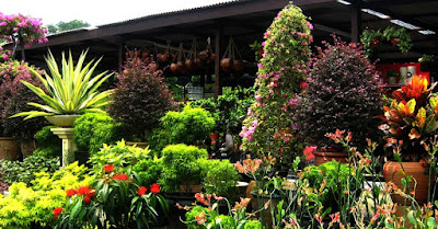 buy flowering plants online in delhi