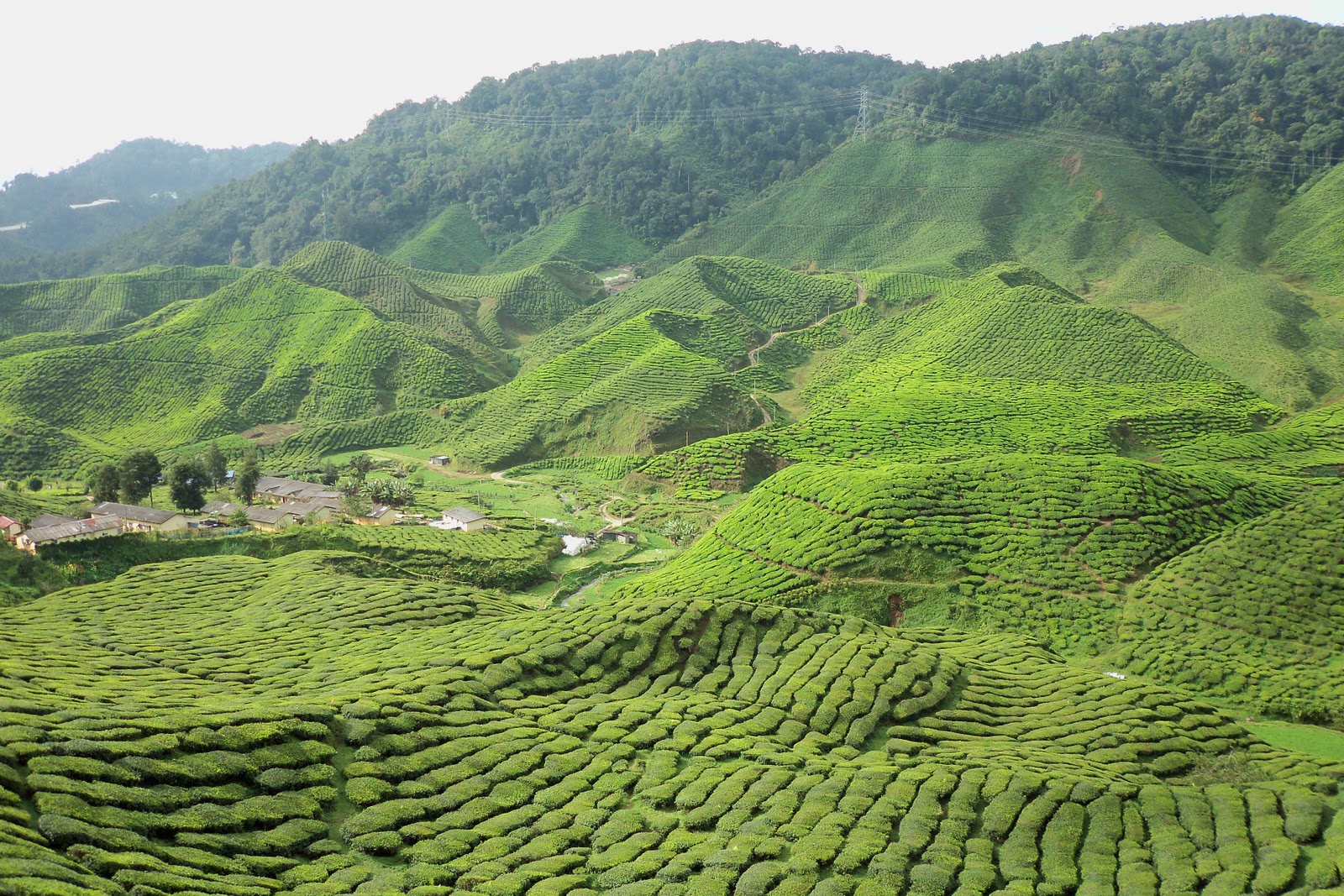 Ladang Teh Boh Sg.Palas | Destinasi Percutian Cameron ...