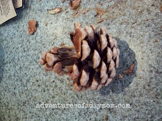 using the top of the pinecone for a flower