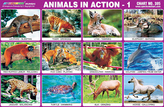 Animals in Action Chart