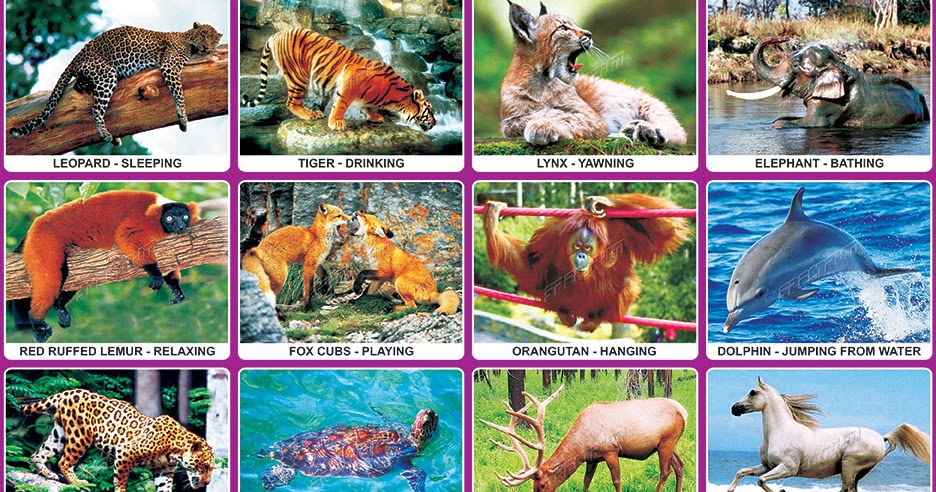Spectrum Educational Charts: Chart 385 - Animals in Action 1