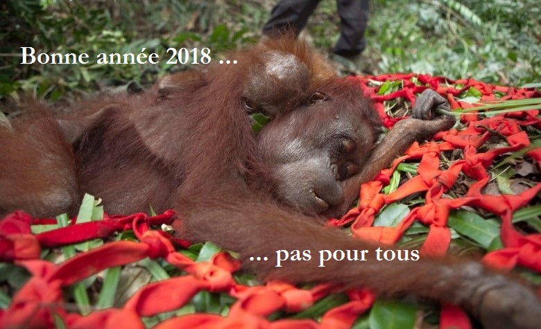 L Huile De Palme Non