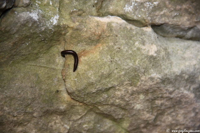 Iule ou Tachypodoiulus albipes, Forêt de Fontainebleau, (C) 2015 Greg Clouzeau