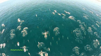 

Dolphin Stampede and Whales

