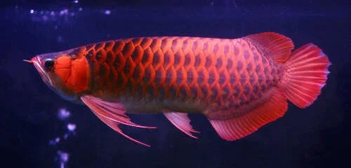 Arwana Super Red - Budidaya Ikan