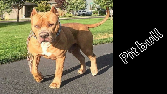 shire pitbull