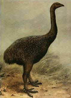 amazing-extinct-animals-resurrected-by-cloning-moa