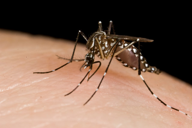 Alphabet 子公司釋放2千萬隻公蚊 以消除寨卡病毒