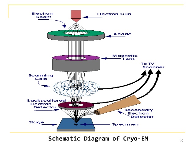 cryo electron microscopy