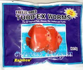 Gambar Tubifex Worm kering