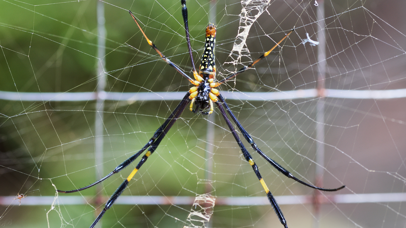 A well stacked lady and her web